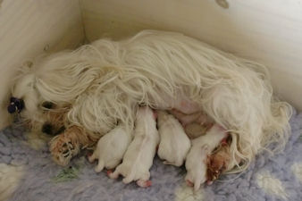 amy met pups dag 1